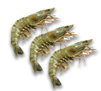 Madagascan Prawns