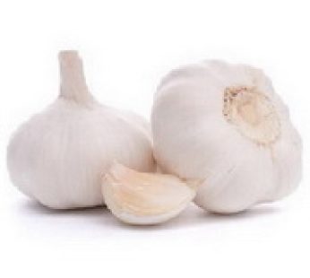 Garlic-LEBANON