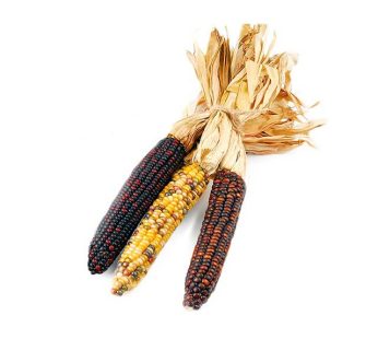 Ornamental Corn