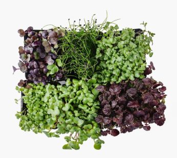 Sakura Cress Mix