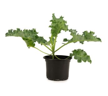 Baby Kale Pot