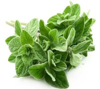 Oregano