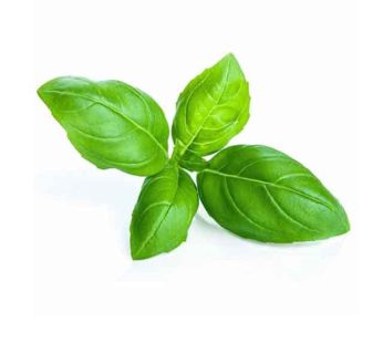 Basil