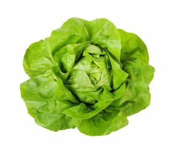 Boston Lettuce