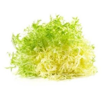 Frisee Lettuce