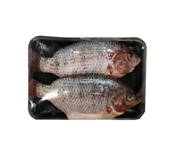 Tilapia Fish