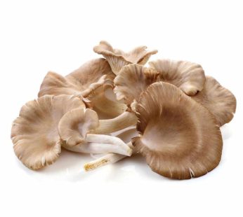 Oyster Mushrooms