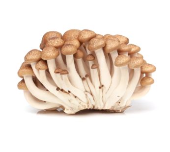 Shimeji Mushroom