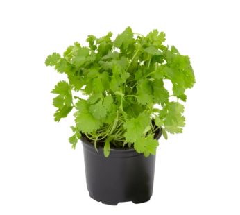 Coriander