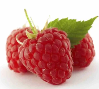 Loganberry