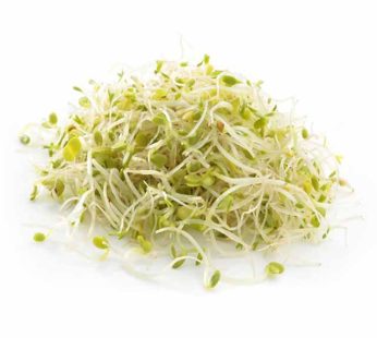 Alfalfa Sprouts