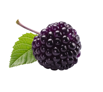 Boysenberry