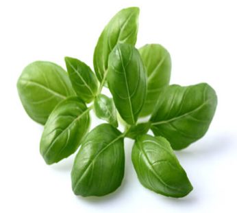 Basil Leaves