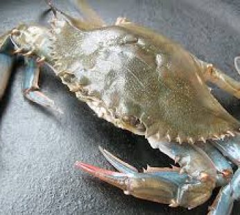 Soft Shell Crabs