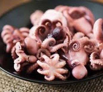 Baby Octopus