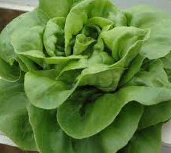 Baby Butterhead Lettuce