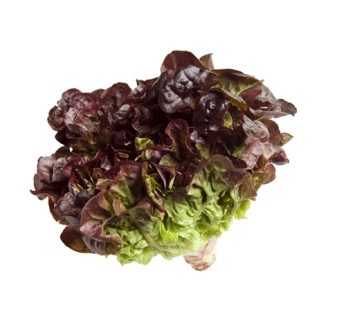 Oakleaf Lettuce